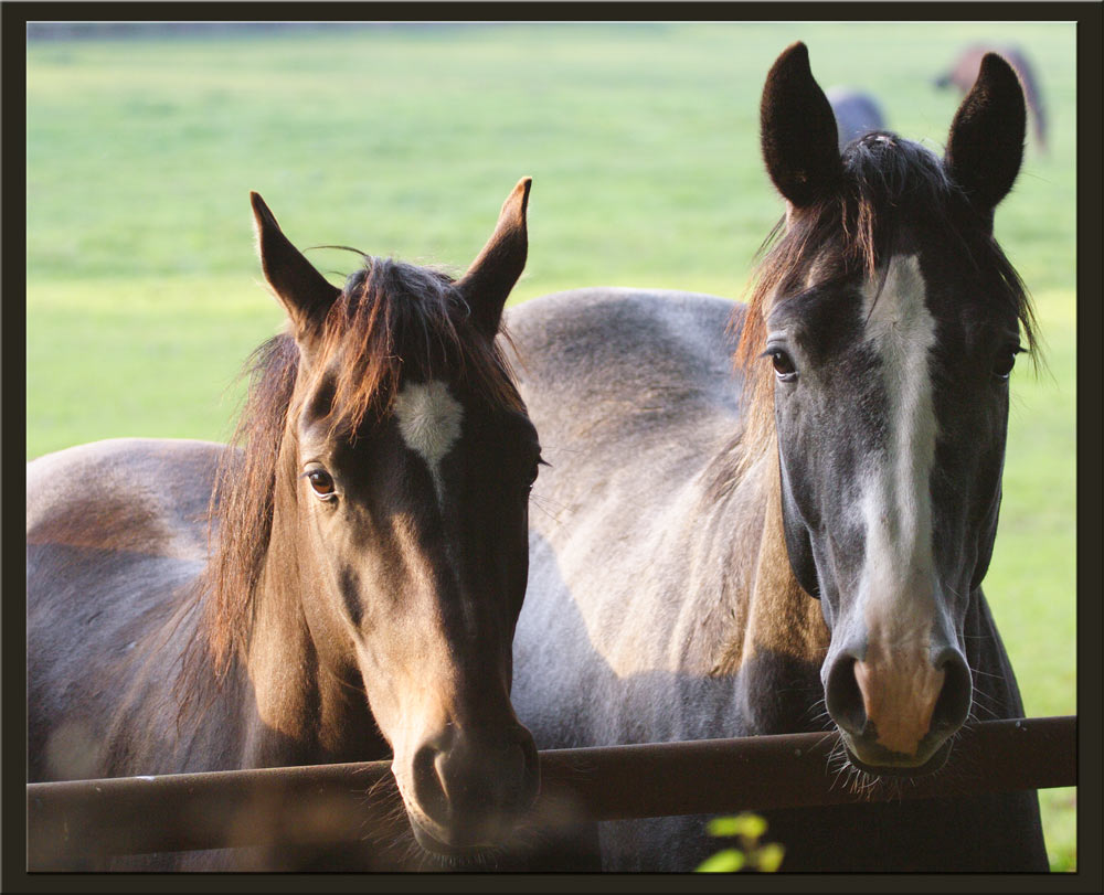 "Two Horses - Horses Two"