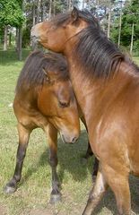Two horses in Gotland