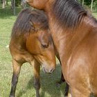 Two horses in Gotland