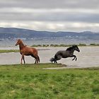 Two horses playing