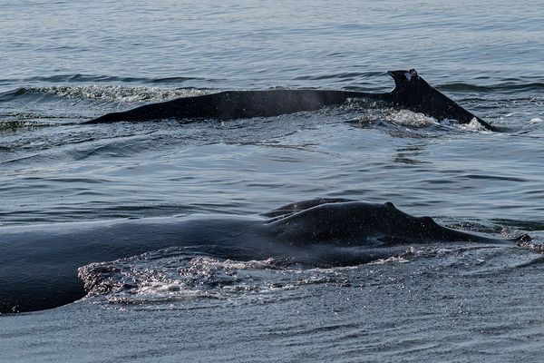 Two Humpback Whales