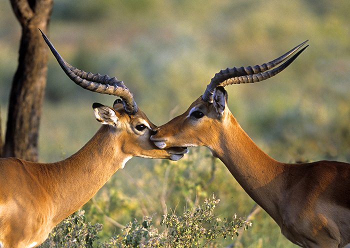 Two Impalas Close Together