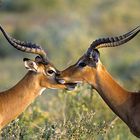 Two Impalas Close Together