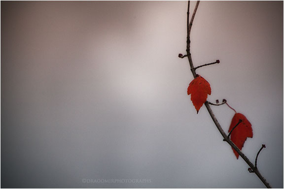 Two In Red