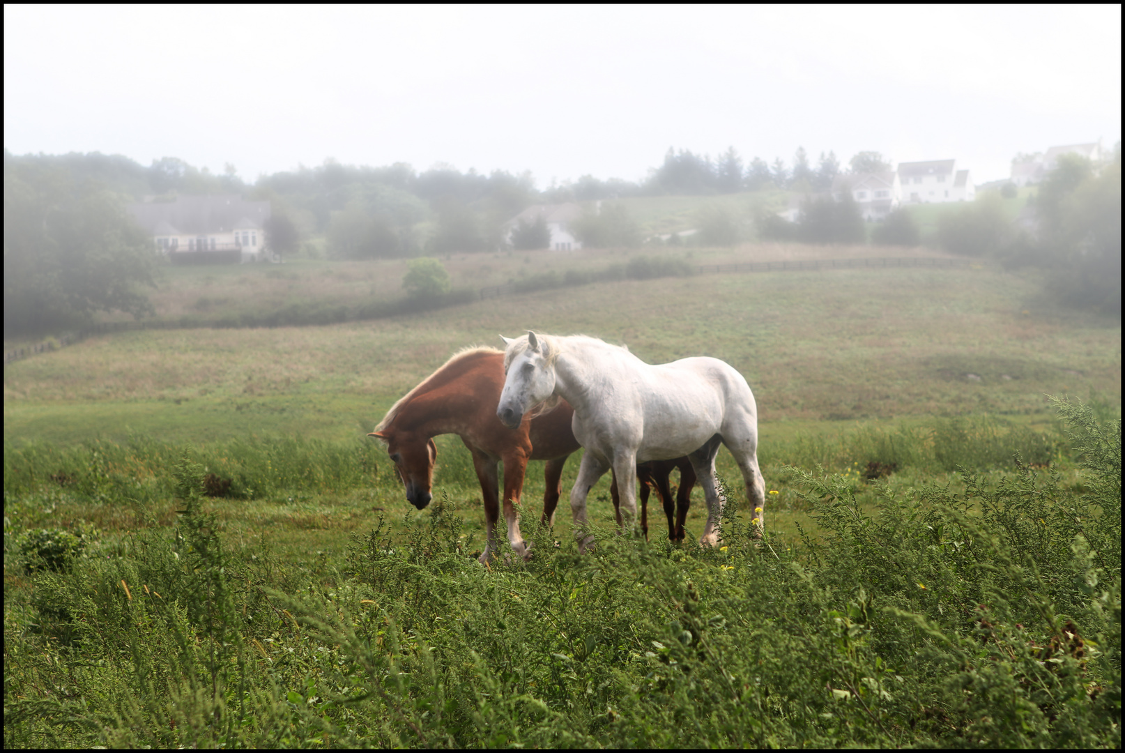 two in the meadow