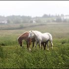 two in the meadow