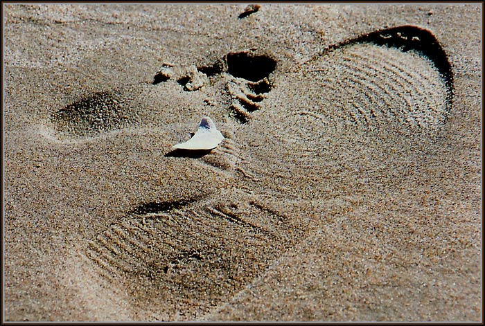 Two in Wet Sand