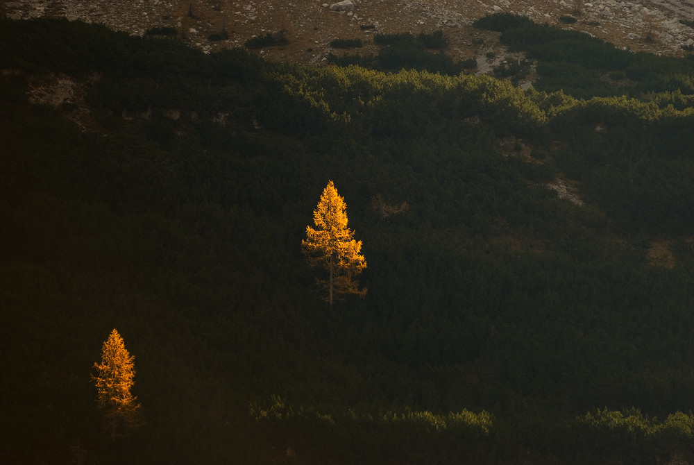 Two larches, Adamello-Brenta National Park, Trentino