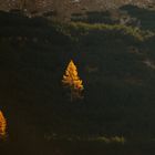 Two larches, Adamello-Brenta National Park, Trentino