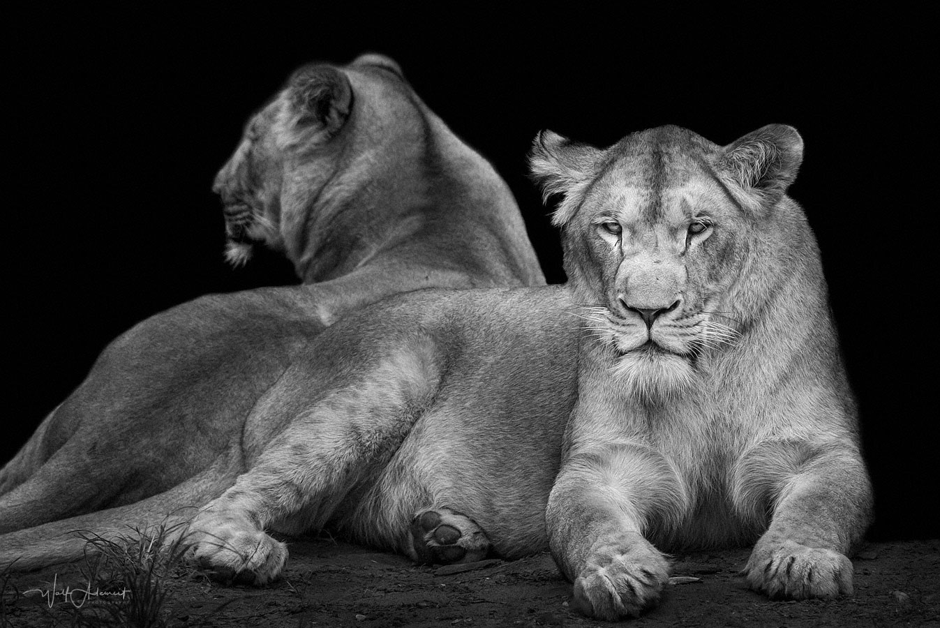 two lionesses