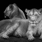 two lionesses