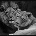 Two Lions