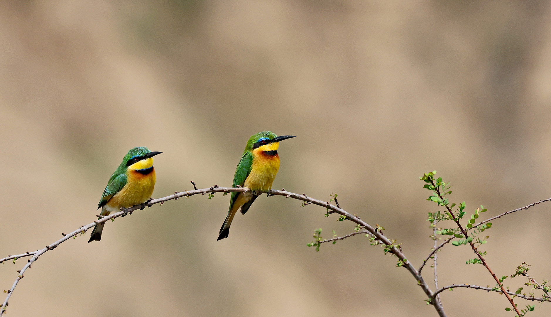 Two Litte Bee-eater( Merops pusillus )