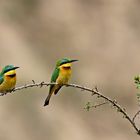 Two Litte Bee-eater( Merops pusillus )