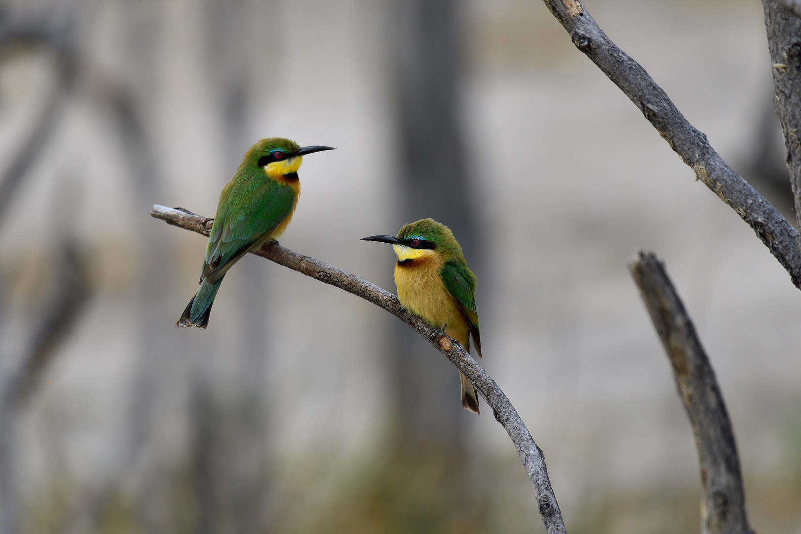 Two little bee-eaters