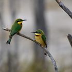 Two little bee-eaters