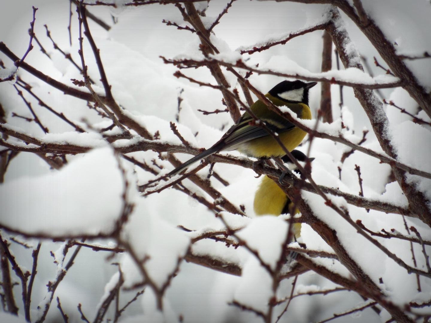 Two little bird