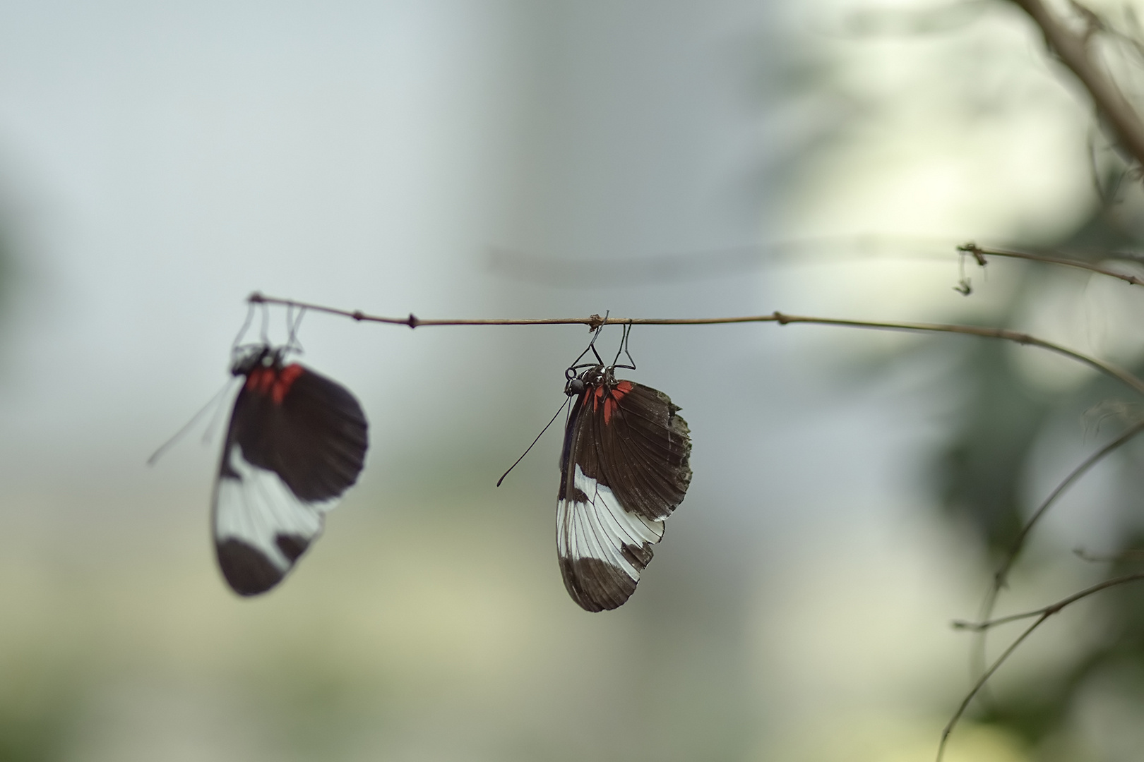 two little butterflys