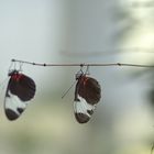 two little butterflys