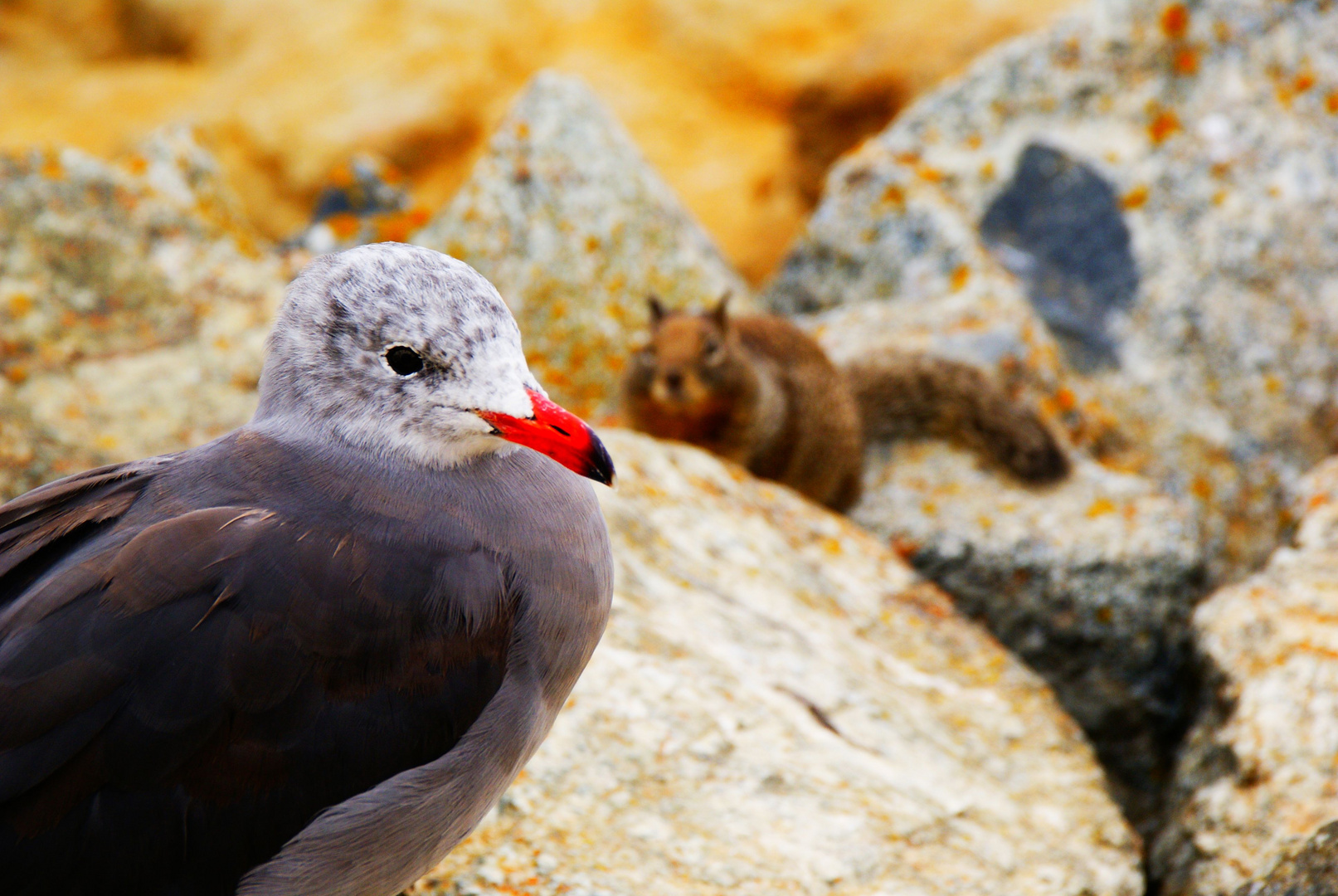 two little friends