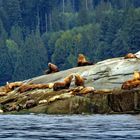 Two Little Seaguls and a Big Group of Sea Lions