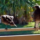 Two Magpies