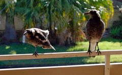 Two Magpies