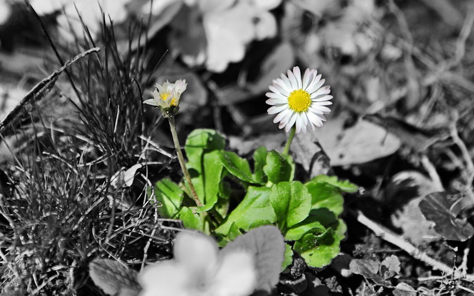 Two Marguerites color-key