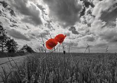 two mohn