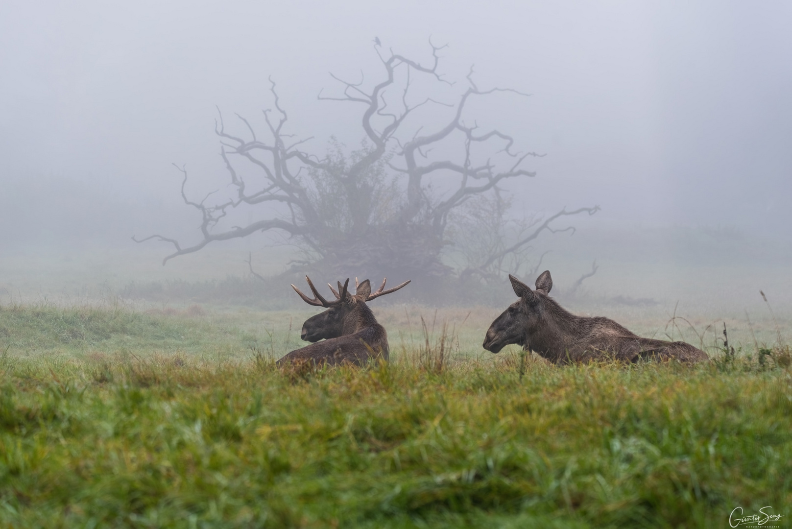 Two Moose and one Mystic Tree