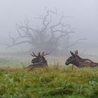 Two Moose and one Mystic Tree