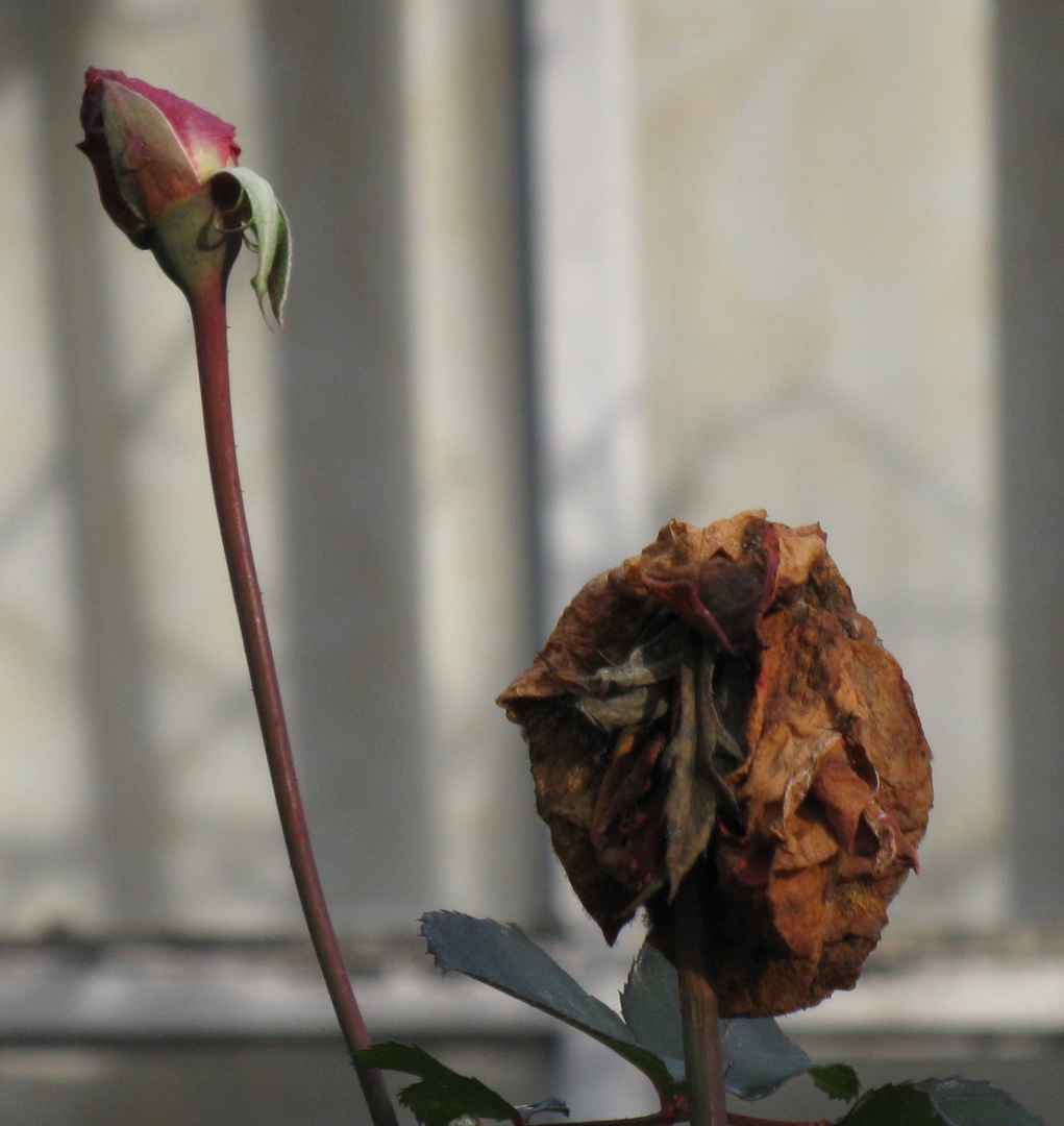 two November roses