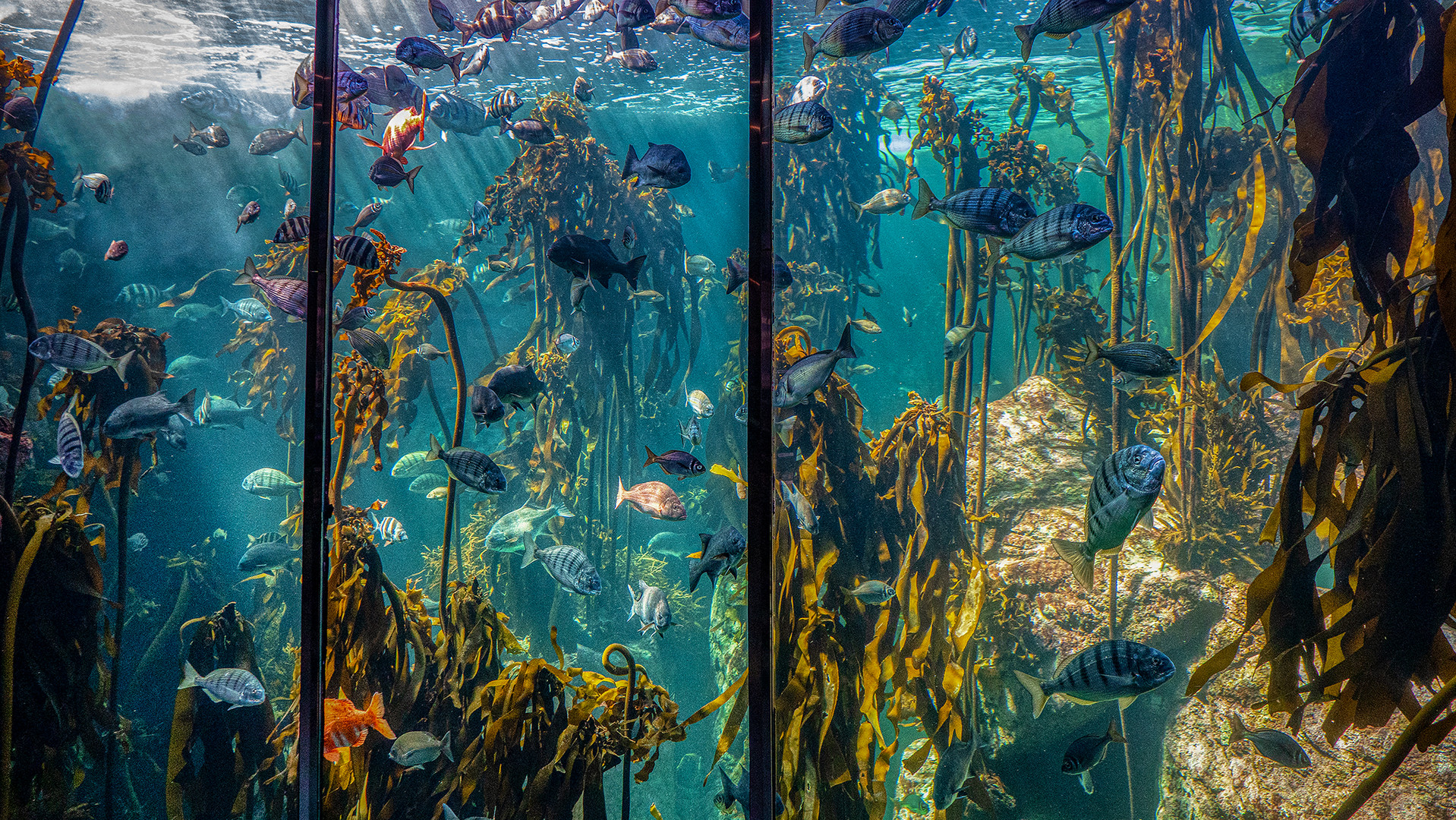 Two Oceans Aquarium (XVII)