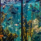 Two Oceans Aquarium (XVII)