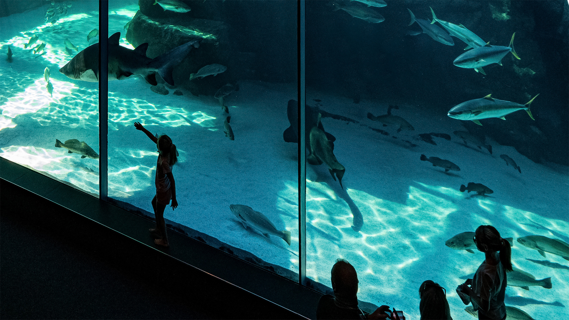Two Oceans Aquarium (XXII)