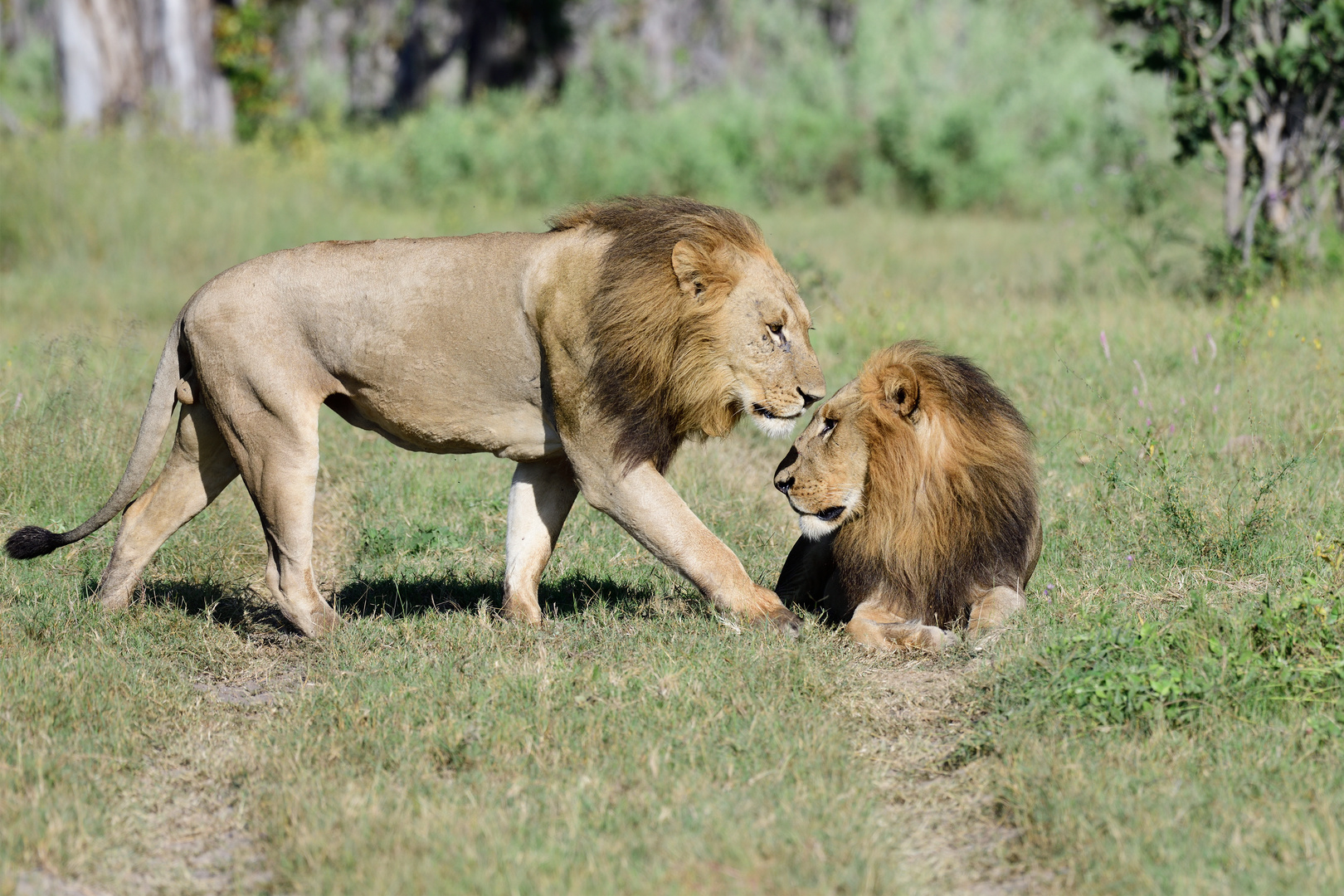 Two of the Big Five