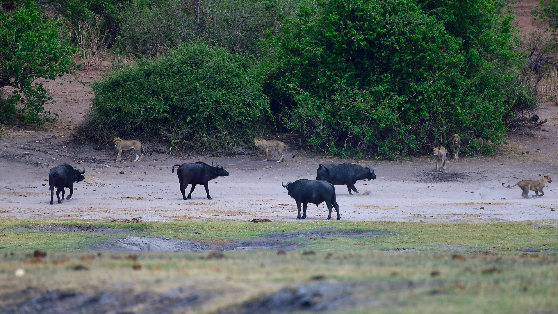 Two of the Big Five