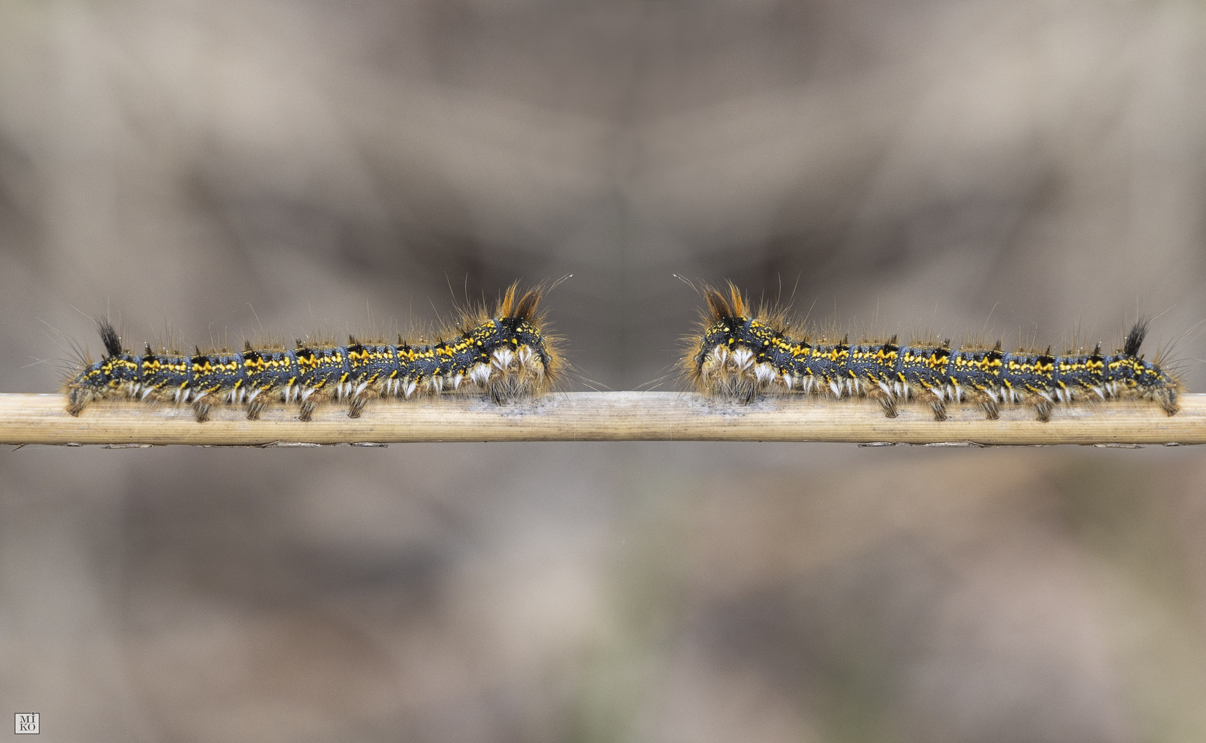 Two of us - Grasglucke (Euthrix potatoria)