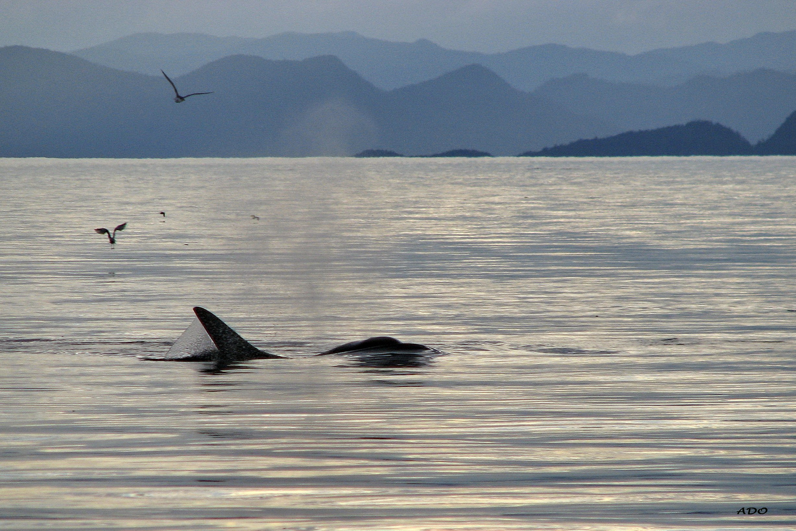 Two Orcas