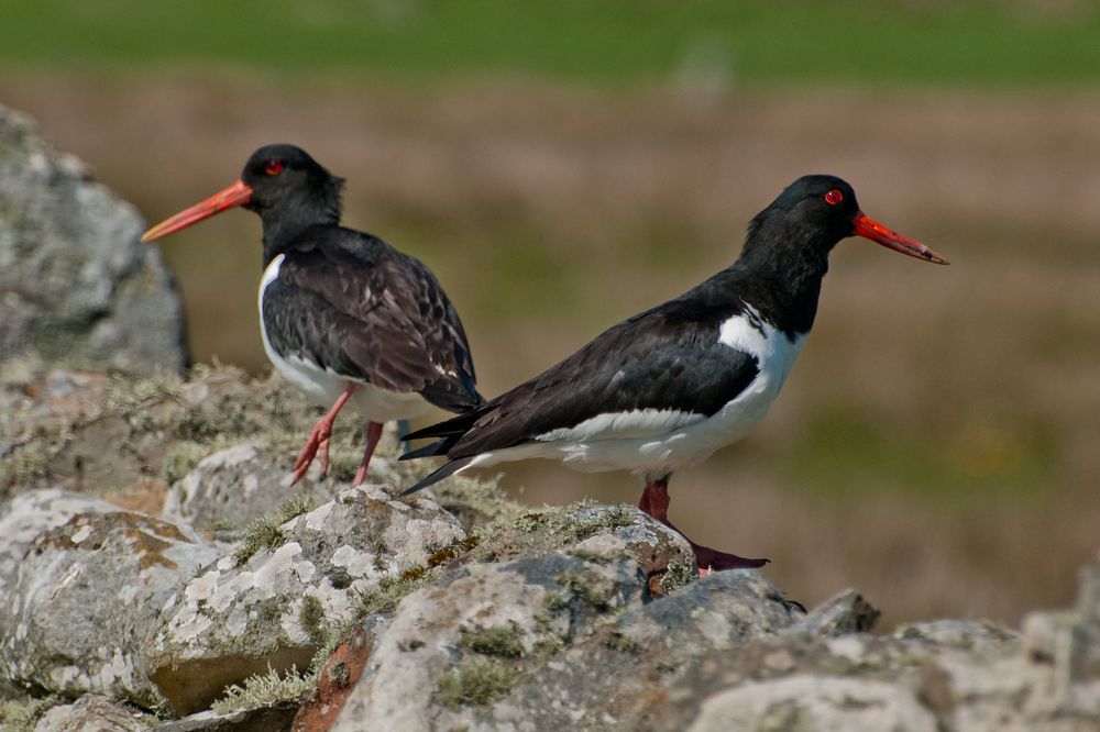 Two Oystercatchers on a wall...