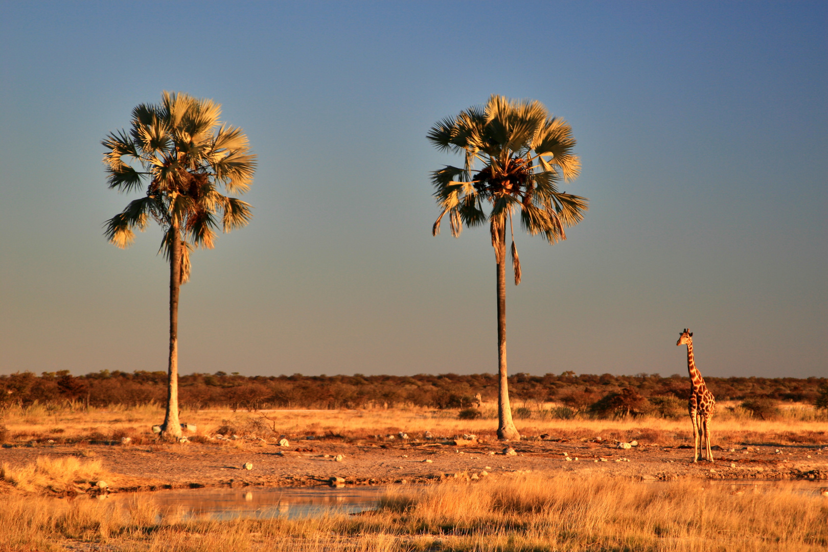 Two palm trees and a giraffe