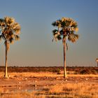 Two palm trees and a giraffe