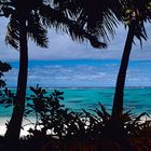 Two Palm Trees in the vast Sea