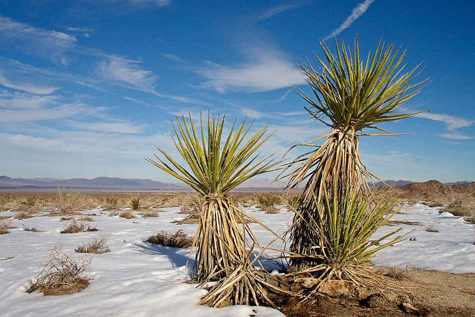 two palms