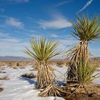 two palms