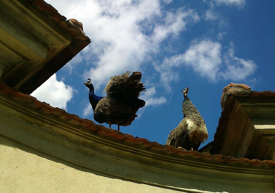 Two peacocks on the roof