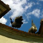 Two peacocks on the roof