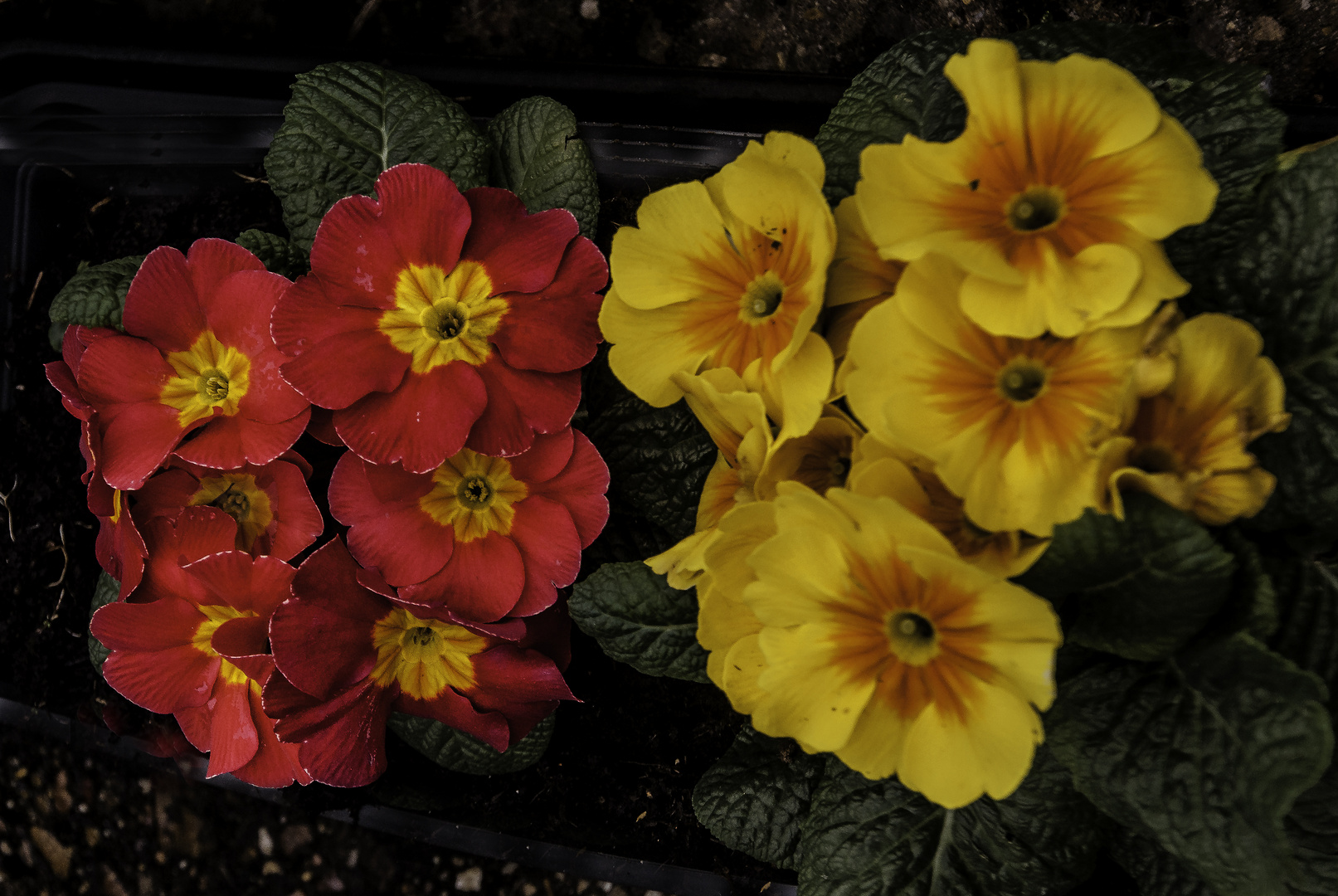 Two Petunias 2024_2