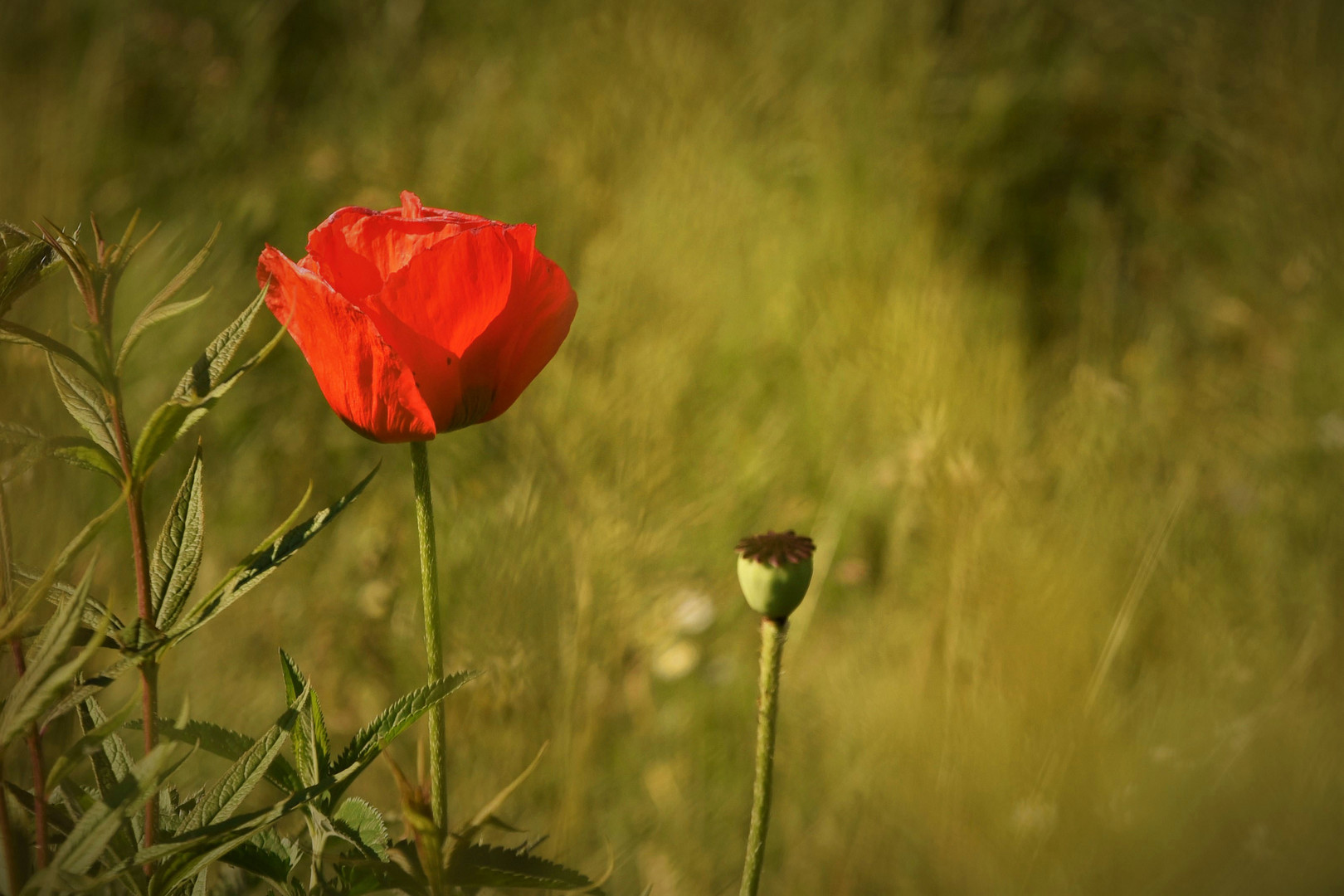 two poppies