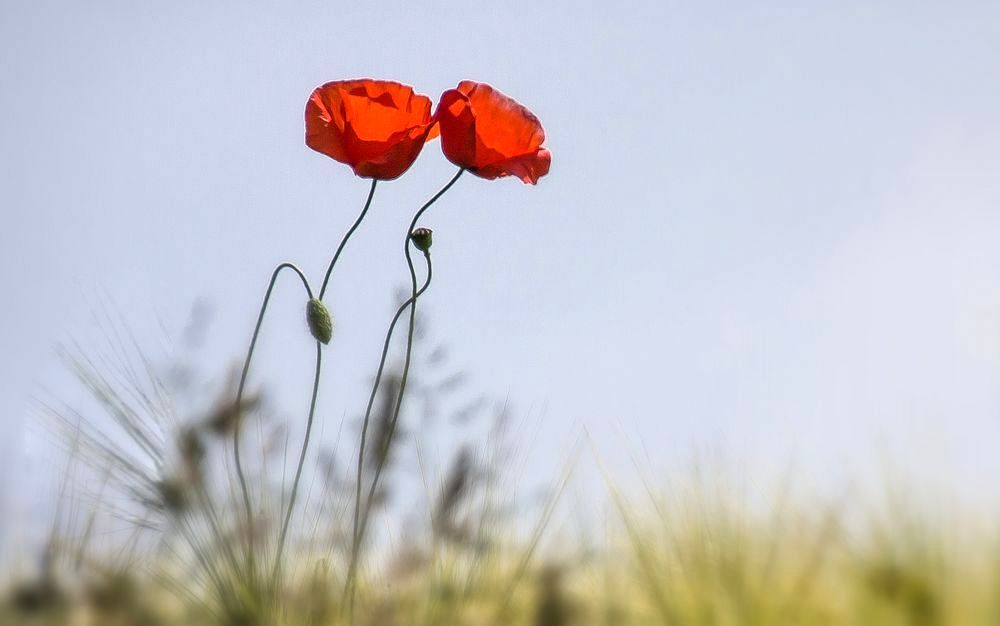 two-poppies.....